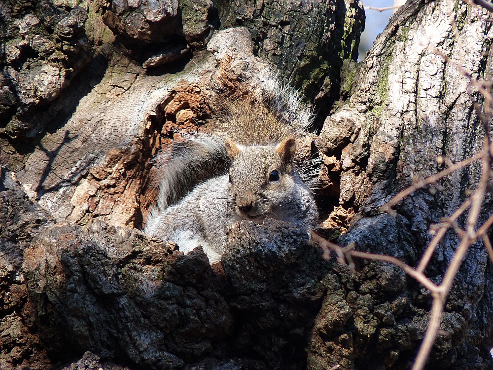 Squirrel at rest 1 27 13