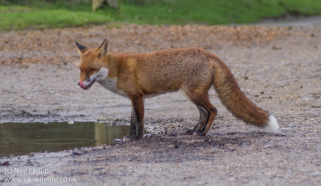 fox puddle 2-3