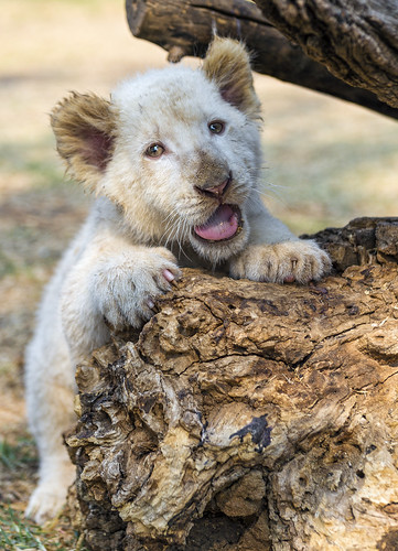 Adorable white lion cub posing by Tambako the Jaguar