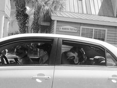 Dogs In Cars