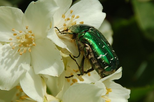 rose chafer beetle on mock 
orange
