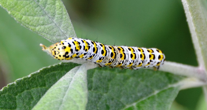 Mullein Moth caterpillar