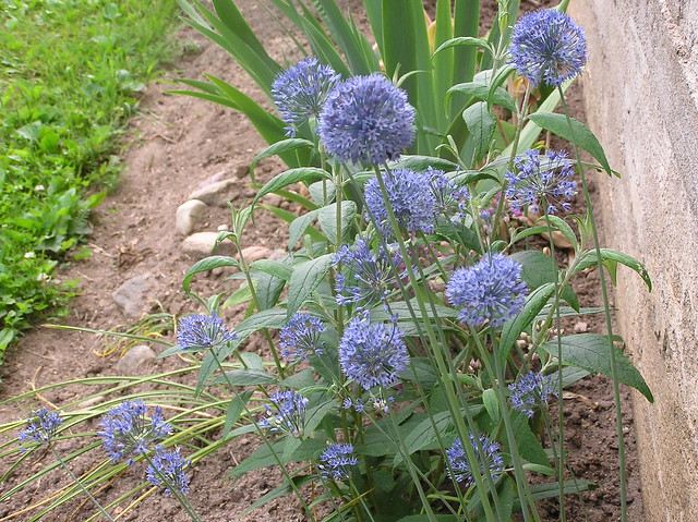 Allium caerulea