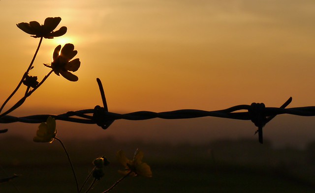 barbed wire and butterscotch
