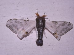 Silkworm Moths - Family Bombycidae
