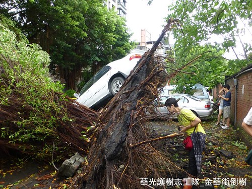 華光社區的風倒樹，華光護樹志工隊提供。