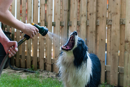 The canine beast is refreshed - #199/365 by PJMixer