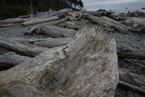 157_Olympic NP_073113_Driftwood at Kalaloch Beach