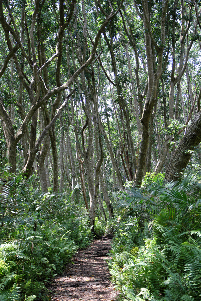 Strolling through the Jozani forest in Zanzibar