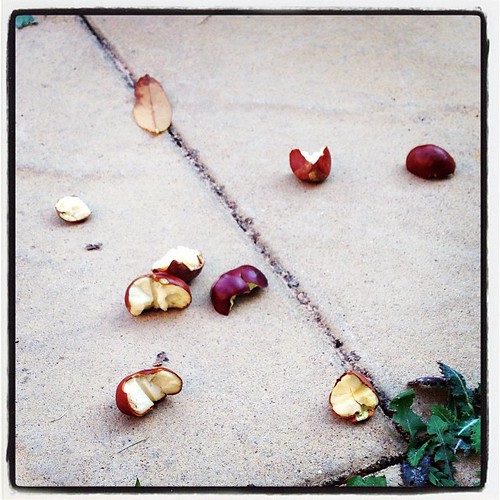 Conquered conkers #autumn