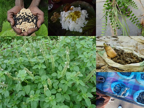 Potential Medicinal Rice Formulations for Cancer and Diabetes Complications and Revitalization of Pancreas (TH Group-130) from Pankaj Oudhia’s Medicinal Plant Database by Pankaj Oudhia