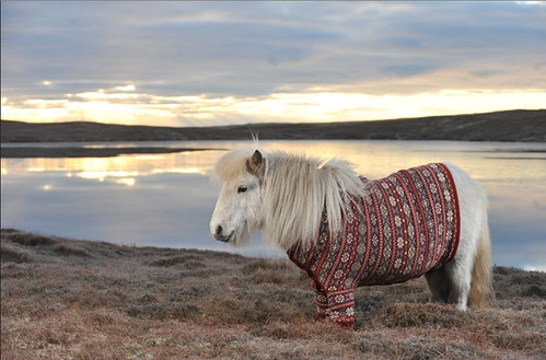 shetland-ponies-cardigans8