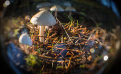 Mushroom Group