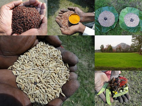Validated and Potential Medicinal Rice Formulations for Hypertension (High Blood Pressure) with Diabetes mellitus Type 2 Complications (TH Group-290) from Pankaj Oudhia’s Medicinal Plant Database by Pankaj Oudhia