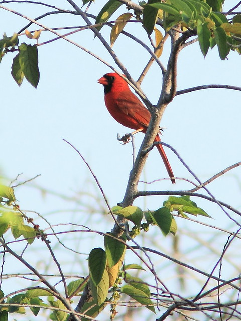 Northern Cardinal 20130519