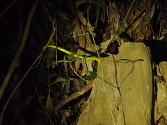蛇類也是雙溪母樹林園區中常見生物，顯示生態狀態良好。