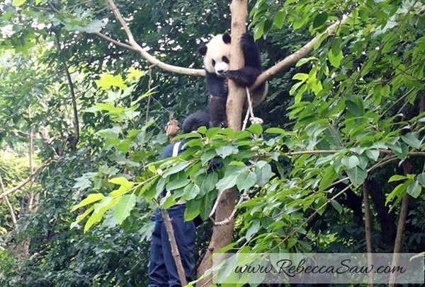 Chengdu - Panda Breeding Farm-026