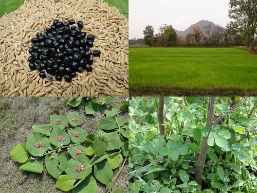 Medicinal Rice Formulations for Diabetes Complications, Heart and Kidney Diseases (TH Group-73) from Pankaj Oudhia’s Medicinal Plant Database by Pankaj Oudhia