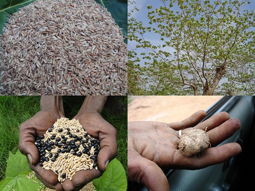 Indigenous Medicinal Rice Formulations for Kidney, Heart and Spleen Diseases and Cancer and Diabetes Complications (TH Group-119 special) from Pankaj Oudhia’s Medicinal Plant Database by Pankaj Oudhia