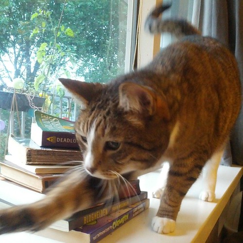 a pile of books obscured by a cat in front, trying to catch the camera