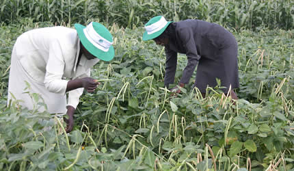 Agricultural extension workers inspect a thriving bean crop in Zimbabwe. The land reform program has won the admiration of many around the world. by Pan-African News Wire File Photos