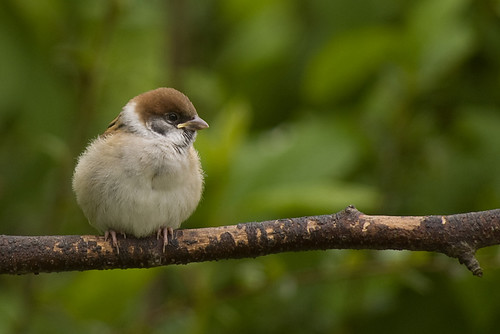 Tree Sparrow 21.jpg