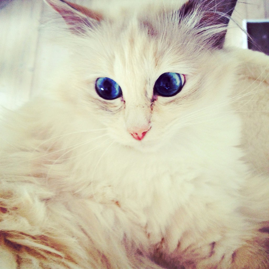 Cat Goldie