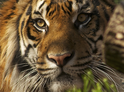 Happy International Tiger Day by ucumari