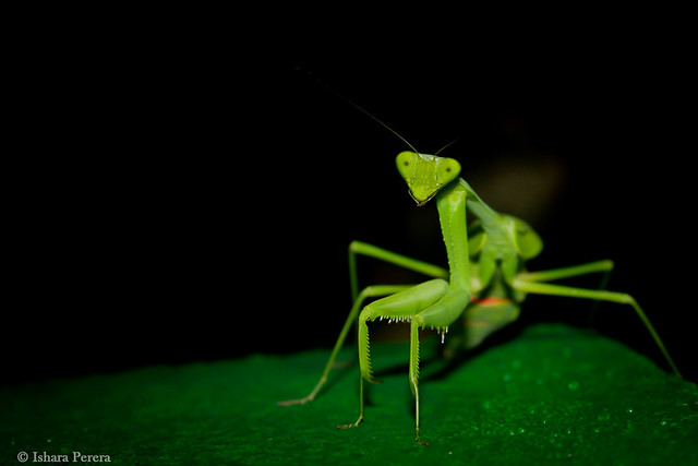 The Green  Praying Mantis
