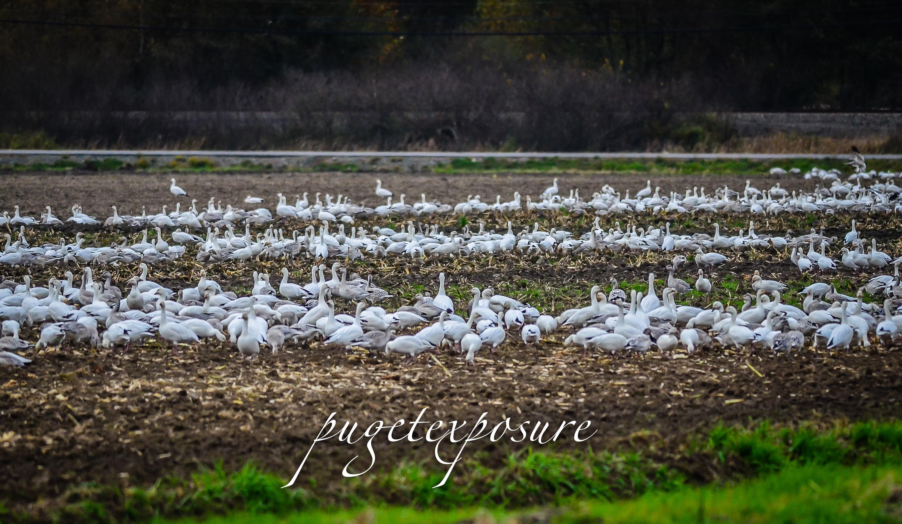 Snow Geese arrive in Mount Vernon, WA October 2013