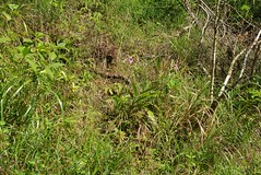 現在僅存於較陡斜坡之紫苞舌蘭生育地。（圖片來源：特有生物研究保育中心）