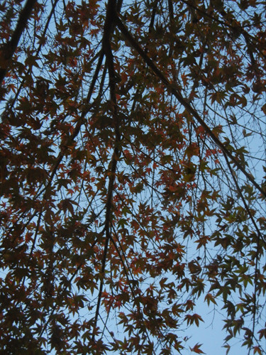 DSCN7397 _ Red Autumn Leaves