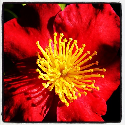 Camellia blossom | A Gardener's Notebook