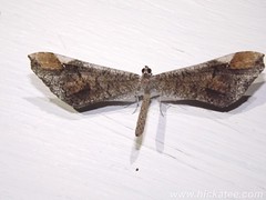 American Moth-butterfly - Family Hedylidae