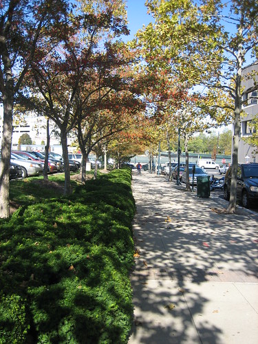 Image of County Street Trees