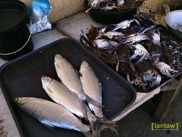 Milkfish and Blue Crabs