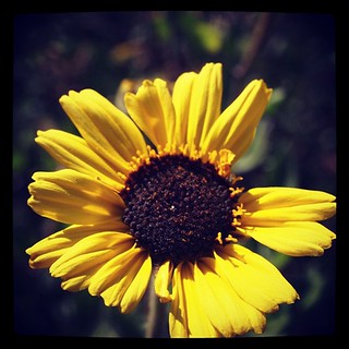 Canyon sunflower