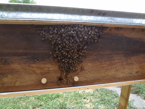 bees bearding on outside of hive