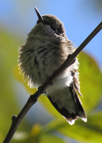 Ruby-throated Hummingbird 1