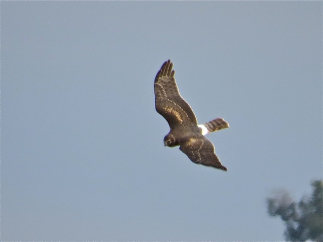 Northern Harrier at Gridley Wastewater Treatment Ponds in McLean County, IL 05