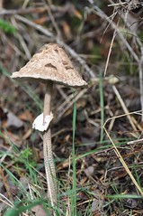 Pilze - Mushrooms