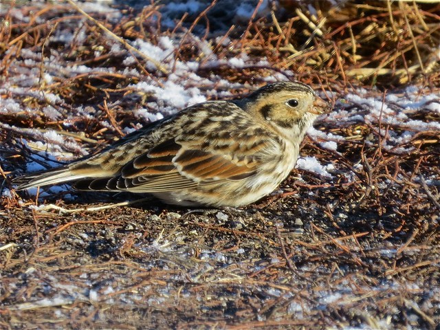 Lapland Longspur at Gridley Wastewater Treatment Ponds in McLean County, IL 02