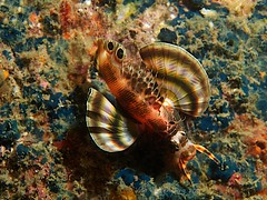 Two-spotted lionfish