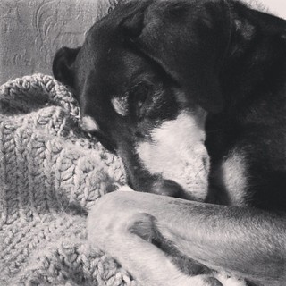 Like Mother, Like Pup.. Tut and I don't do mornings. #dogstagram #instadog #Rescued #coonhoundmix #adoptdontshop #ilovemydogs #sleepy #mutt