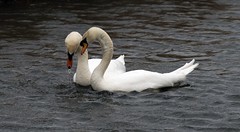 swans 2017