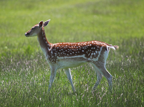 Fallow Deer Richmond Park by Kinzler Pegwell