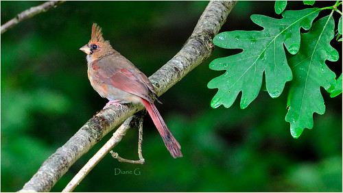 Juvenile Northern Cardinal   19