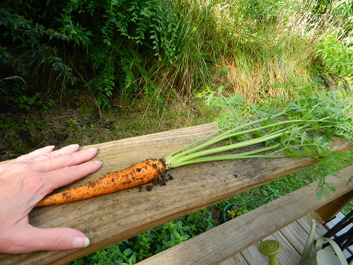 My First Carrot