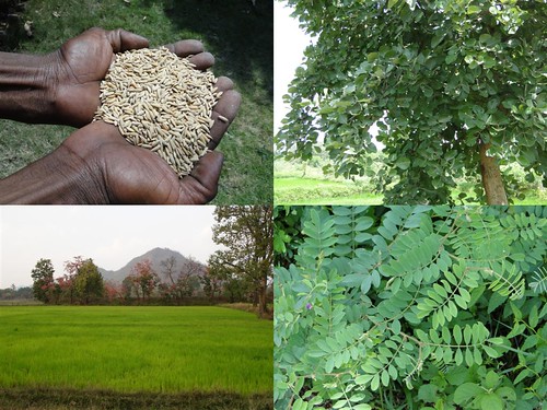 Medicinal Rice Formulations for Diabetes Complications and Heart Diseases (TH Group-54) from Pankaj Oudhia’s Medicinal Plant Database by Pankaj Oudhia