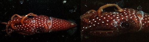 太平洋帆魷 Histioteuthis pacifica 的體表與眼睛周圍，都佈滿小型發光器。(圖片攝影：李坤瑄)